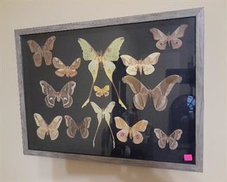 Large Moths in hanging shadow box
