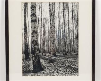 1955 Edward Clark Photograph Birches Planted by Tolstoy at Yasnaya Polyana for Life Magazine