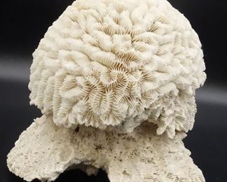 Large Estate Found Natural Brain Coral Specimen