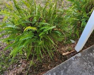 Ferns in pots