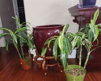 plants 