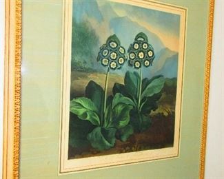 Large Framed Hand-Colored English Engraving, A Group of Auriculas, D. Thornton, 1807