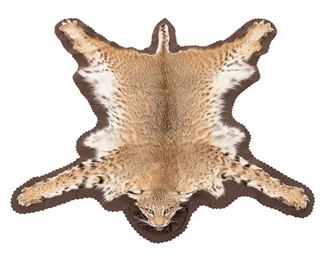 Bobcat full size taxidermy rug 
