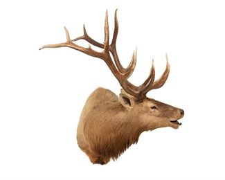 Large Elk Taxidermy Wall Moumt
