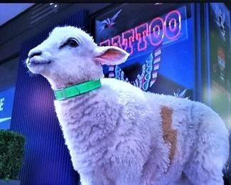 TV's for sale.  Great picture!