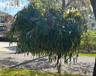 52+ year old Stag Horn Fern