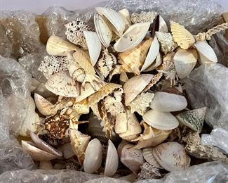 Pottery Barn Seashell Garland
