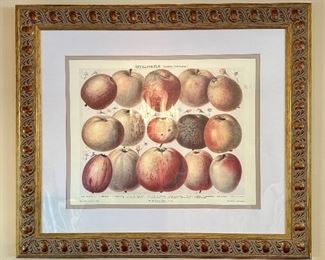 "Varietal Apples"Framed Print