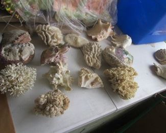 Discovering More Items Every Day...Shells, Coral, Rocks