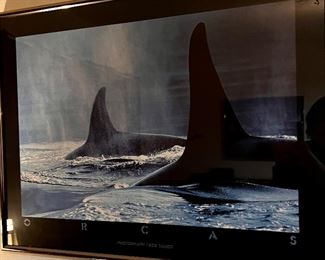 Art poster orca pic