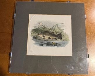 Antique hand colored fish engraving