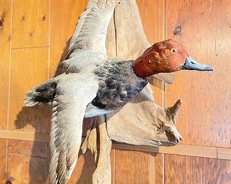 Duck Mount.