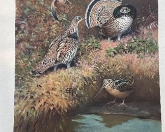 Game Birds of America - 12 Paintings By Lynn Bogue Hunt. Copyright 1944 By Field & Stream Publishing. Photo 3 of 13.