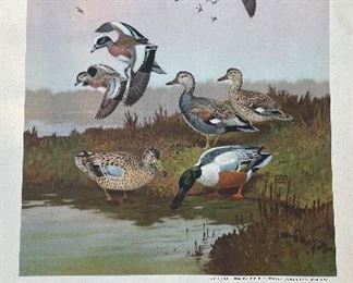 Game Birds of America - 12 Paintings By Lynn Bogue Hunt. Copyright 1944 By Field & Stream Publishing. Photo 5 of 13.