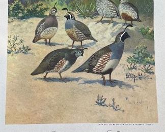 Game Birds of America - 12 Paintings By Lynn Bogue Hunt. Copyright 1944 By Field & Stream Publishing. Photo 6 of 13.