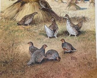 Game Birds of America - 12 Paintings By Lynn Bogue Hunt. Copyright 1944 By Field & Stream Publishing. Photo 8 of 13.