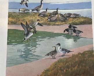 Game Birds of America - 12 Paintings By Lynn Bogue Hunt. Copyright 1944 By Field & Stream Publishing. Photo 11 of 13.