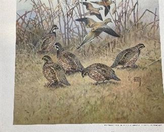 Game Birds of America - 12 Paintings By Lynn Bogue Hunt. Copyright 1944 By Field & Stream Publishing. Photo 12 of 13.