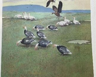 Game Birds of America - 12 Paintings By Lynn Bogue Hunt. Copyright 1944 By Field & Stream Publishing. Photo 13 of 13.