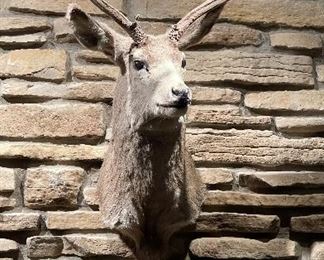 Taxidermy Deer Mount - 2 Available.