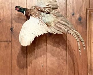 Taxidermy Pheasant Mount.