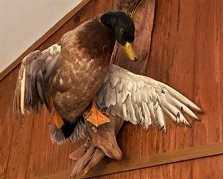 Taxidermy Duck Mount.