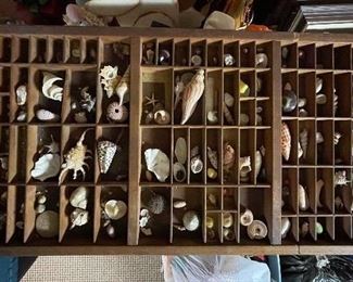 Shell Collection in Vintage Printer's Tray.