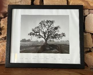 Oak Tree  Sunrise - Northern California