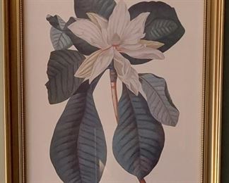 Magnolia print