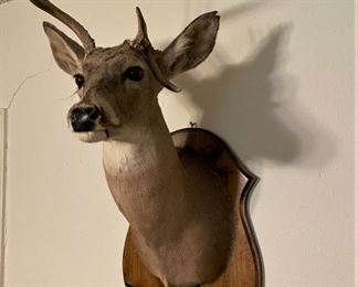 SWEET NON TYPICAL  BUCK MOUNT.