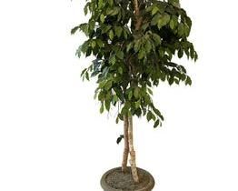 $50 USD     Large Faux Fica Plant Tree LA178-22   Description: Perfect to add greenery and fill a special corner in your home. 
Dimensions: 28 x 79"H
Condition: Very good condition.
Local pick up Potomac, MD.  Located on first floor.  Contact us for shipper suggestions.     https://goodbyhello.com/products/la178-22?_pos=3&_sid=7cd389f6e&_ss=r