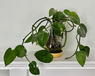 Ivy Plant