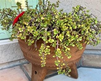 Terracotta Planter with Plant 	16 x 20in Diameter	
