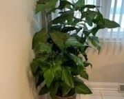 Artificial Plants & Trees 