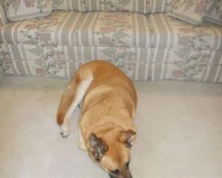 Nice Broyhill sofa    Doggie is not for sale !!
