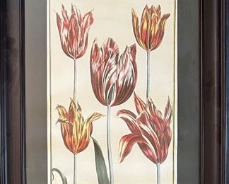 Maria Sibylla Marian Tulip Print In Frame
