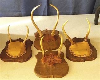 4 Small Scullcap Mounts