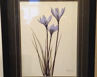 Framed Dark Lilly