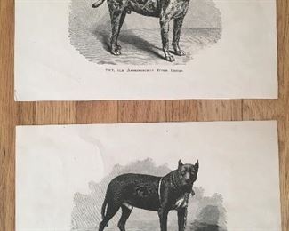 $80 - 1870’s set of prints for Civil War Prison dogs