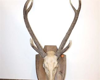 
Lot 777
Faux decorator skull and antlers approx. 24" w x 38" h
