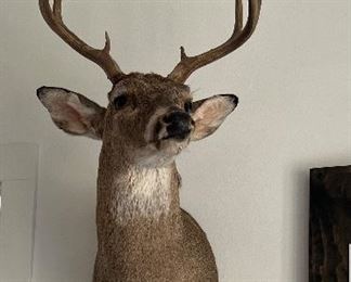 One of 3 Deer Mounts