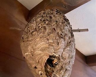Real Hornet's Nest Preserved $ 58.00