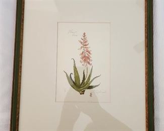 Aloe Vera Botanical Art by Lyndi Lende