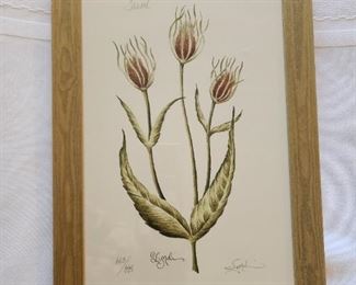 Teasel Botanical Art by Lyndi Lende