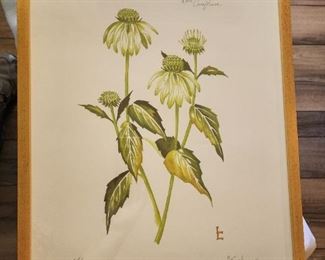 Rare Coneflower Botanical Art by Lyndi Lende