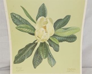 "MAGNOLIA" DRAWING BY C. DON ENSOR