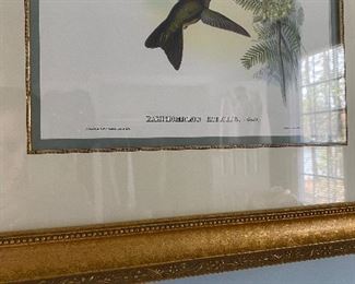 (A1)  $40. Beautifully framed measures 22.5" x 26.5". Gould & Richter "Ramphomicron Ruficeps"
