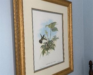 (A2)  $40. Beautifully framed measures 22.5" x 26.5". Gould & Richter "Adelomyia Melanogenys"