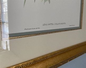 (A2)  $40. Beautifully framed measures 22.5" x 26.5". Gould & Richter "Adelomyia Melanogenys"