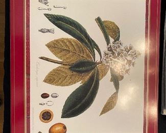 $25 set - Pimpernel Placemats